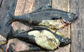 Image result for Hippoglossus hippoglossus