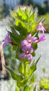 Attēlu rezultāti vaicājumam “Epilobium roseum flower”