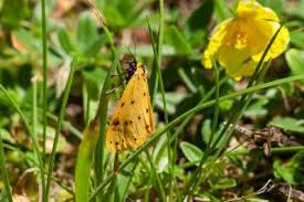 Attēlu rezultāti vaicājumam “Setina irrorella”