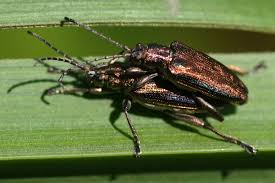 Attēlu rezultāti vaicājumam “Donacia clavipes”