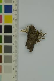 Attēlu rezultāti vaicājumam “Lentaria sp.”