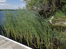 Attēlu rezultāti vaicājumam “Typha angustifolia”