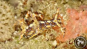 ผลการค้นหารูปภาพสำหรับ Bornella Anguilla