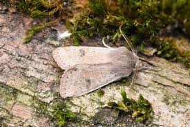 Attēlu rezultāti vaicājumam “Orthosia cruda”