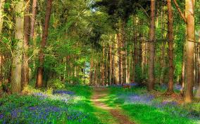 Image result for лес,