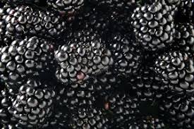 Image result for Rubus sectio