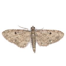 Attēlu rezultāti vaicājumam “Eupithecia tenuiata”