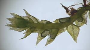 Attēlu rezultāti vaicājumam “Dicranella staphylina cells”