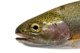 Image result for Oncorhynchus mykiss