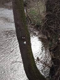 Attēlu rezultāti vaicājumam “Reticularia lycoperdon”