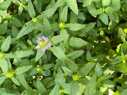 Attēlu rezultāti vaicājumam “Medicago lupulina flower”