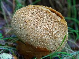 Attēlu rezultāti vaicājumam “Scleroderma citrinum”