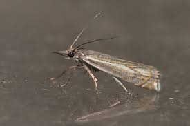 Attēlu rezultāti vaicājumam “Crambus hamella”