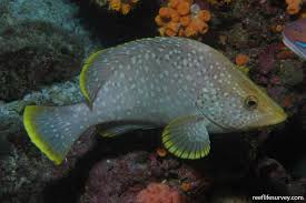 Image result for Dermatolepis inermis