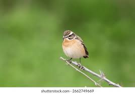 Attēlu rezultāti vaicājumam “Saxicola rubetra”