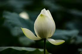 Attēlu rezultāti vaicājumam “Lotus sp. bud”