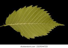 Attēlu rezultāti vaicājumam “Ulmus laevis leaf”