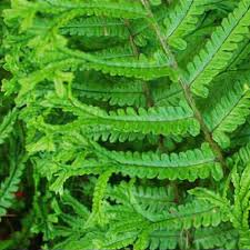 Attēlu rezultāti vaicājumam “Dryopteris cristata”