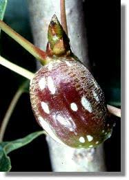 Attēlu rezultāti vaicājumam “Pemphigus borealis”