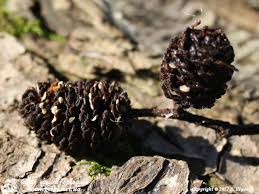 Attēlu rezultāti vaicājumam “Mollisia amenticola”