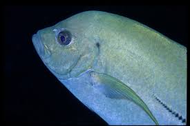 Image result for Caranx lugubris