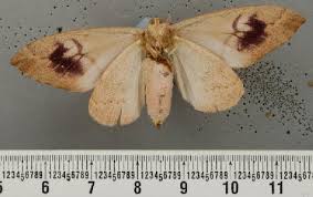 Attēlu rezultāti vaicājumam “Eupithecia icterata female”