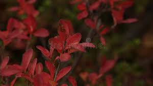 Attēlu rezultāti vaicājumam “Vaccinium uliginosum leaf”