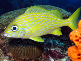 Image result for Haemulon flavolineatum