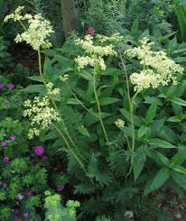 Image result for Filipendula vulgaris