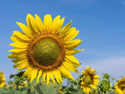 Image result for Sonnenblume