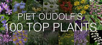 Image result for Piet Oudolf