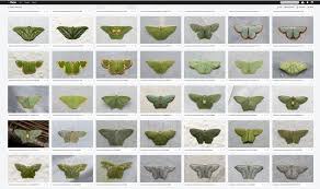 Attēlu rezultāti vaicājumam “Fuligo laevis”