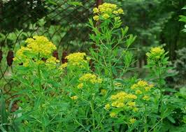 Attēlu rezultāti vaicājumam “Euphorbia palustris flower”