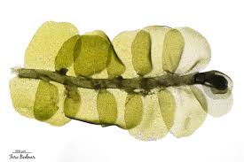 Attēlu rezultāti vaicājumam “Chiloscyphus pallescens”