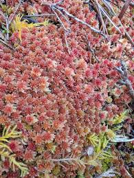Attēlu rezultāti vaicājumam “Sphagnum capillifolium”