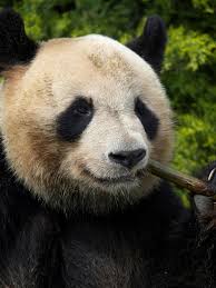 Résultat de recherche d'images pour "pandas"