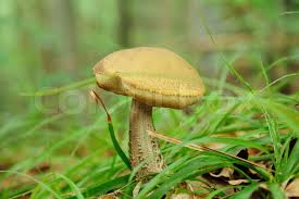 Attēlu rezultāti vaicājumam “Leccinum scabrum”