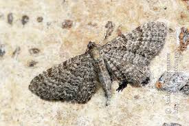 Attēlu rezultāti vaicājumam “Eupithecia lanceata”