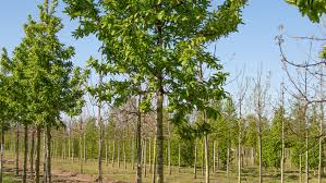 Attēlu rezultāti vaicājumam “Mespilus germanica”