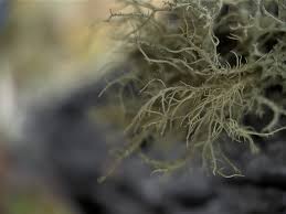 Attēlu rezultāti vaicājumam “Usnea hirta”