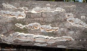 Attēlu rezultāti vaicājumam “Bjerkandera adusta”