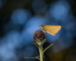 Attēlu rezultāti vaicājumam “Thymelicus sylvestris underside”