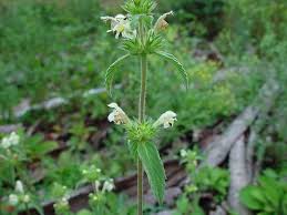 Image result for Galeopsis segetum