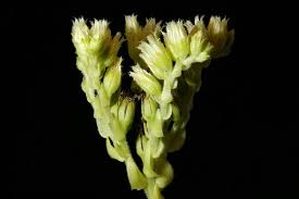 Attēlu rezultāti vaicājumam “Jovibarba globifera flower”