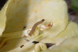 Attēlu rezultāti vaicājumam “Eupithecia icterata female”