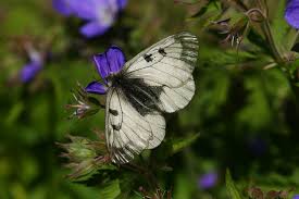 Attēlu rezultāti vaicājumam “Parnassius mnemosyne”