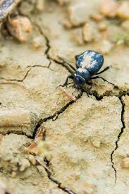 Attēlu rezultāti vaicājumam “Blaps mortisaga”