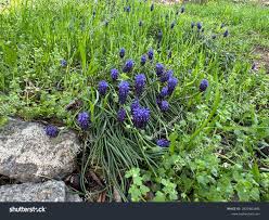 Attēlu rezultāti vaicājumam “Muscari neglectum”