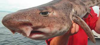 Image result for Scyliorhinus stellaris