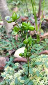 Attēlu rezultāti vaicājumam “Scheuchzeriaceae”